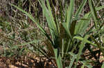 Weak-leaf yucca